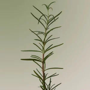 aromatica-rosemary-scalp-scaling-shampoo-pic-3