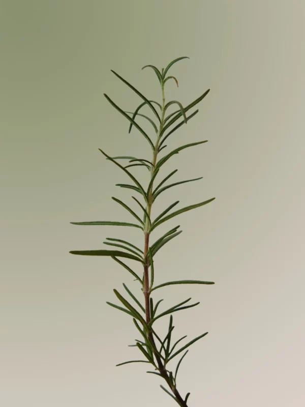 aromatica-rosemary-scalp-scaling-shampoo-pic-3