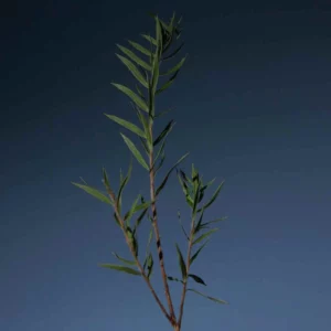 aromatica-tea-tree-purifying-shampoo-pic-1