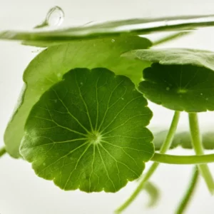 beauty-of-joseon-light-on-serum-centella-vita-c-30ml-pic-4