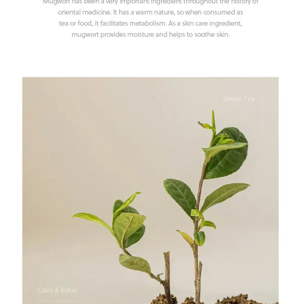 beauty-of-joseon-calming-serum-green-tea-panthenol-30ml-pic-7