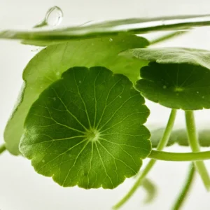 beauty-of-joseon-light-on-serum-centella-vita-c-30ml-pic-4